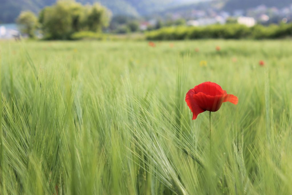 tara glaser ntwhuuhxdx8 unsplash tara glaser ntwhuuhxdx8 unsplash